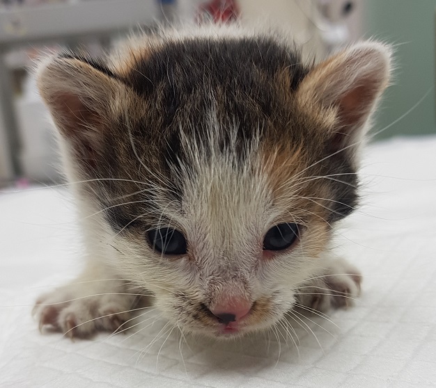 종료(자연사) 한국…